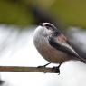 Long tailed Tit