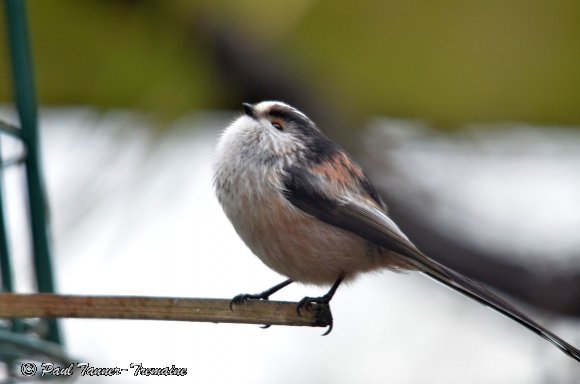 Long tailed Tit