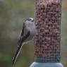 Long tailed Tit