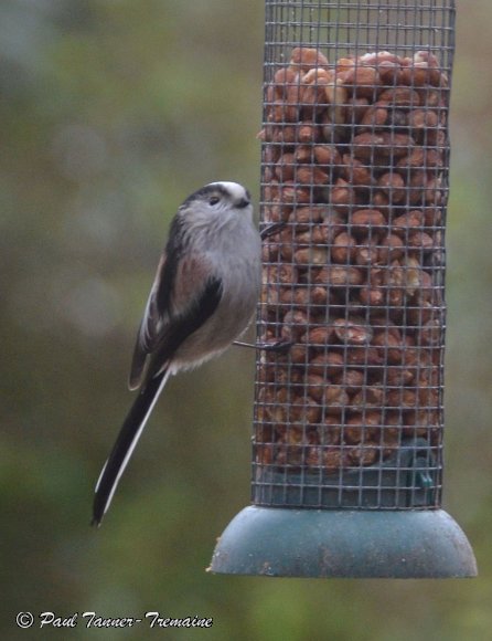 Long tailed Tit