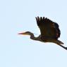 Grey Heron overflying our yard