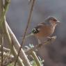 Chaffinch male