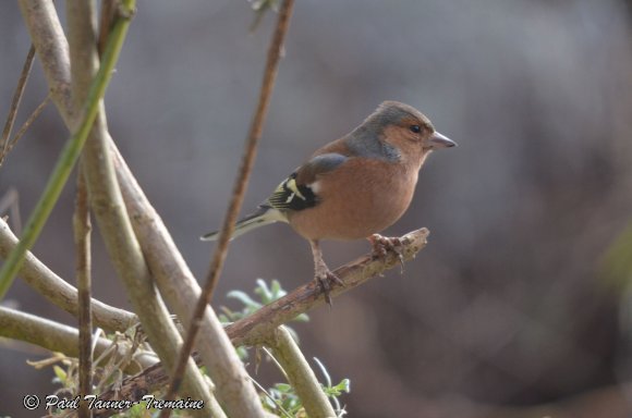 Chaffinch male