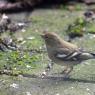 Chaffinch