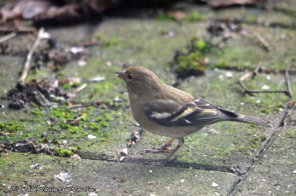 Chaffinch