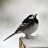 Wagtail