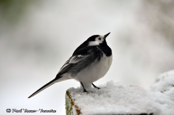 Wagtail