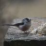 Long Tailed Tit