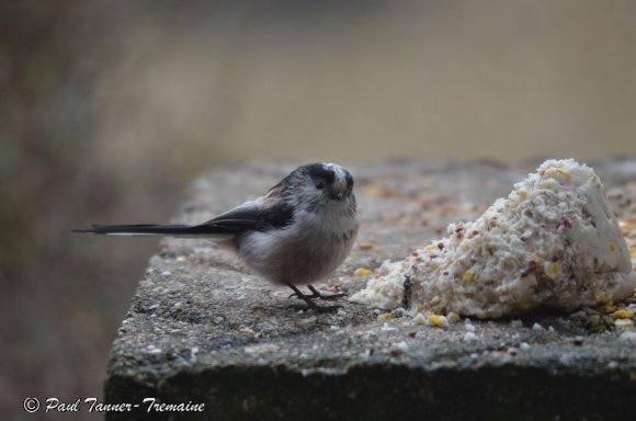 Long Tailed Tit