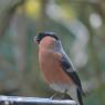 Bullfinch male