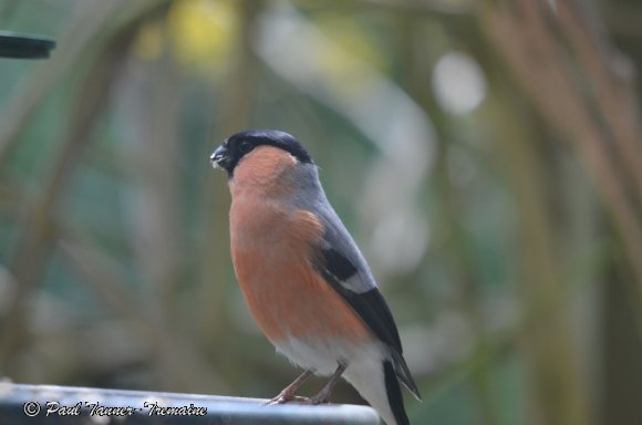 Bullfinch male