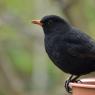 Blackbird male