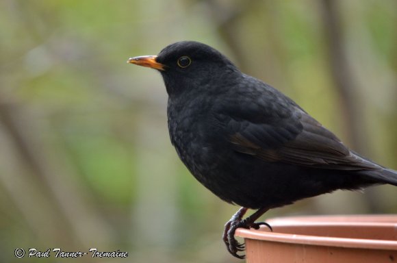 Blackbird male