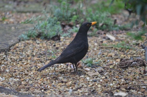 Blackbird