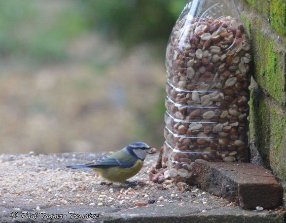 Blue Tit