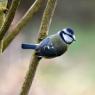 Blue Tit