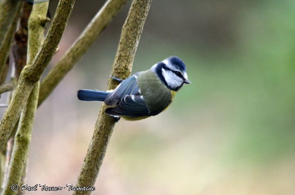 Blue Tit