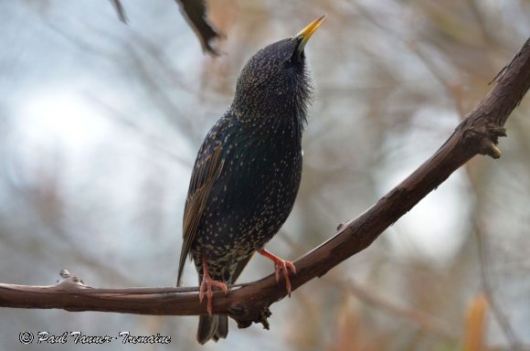 Starling