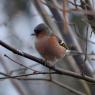 Chaffinch ?