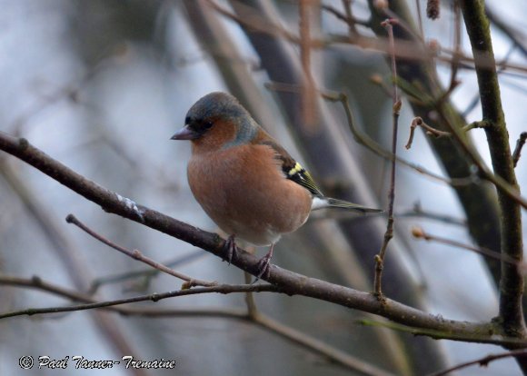 Chaffinch ?