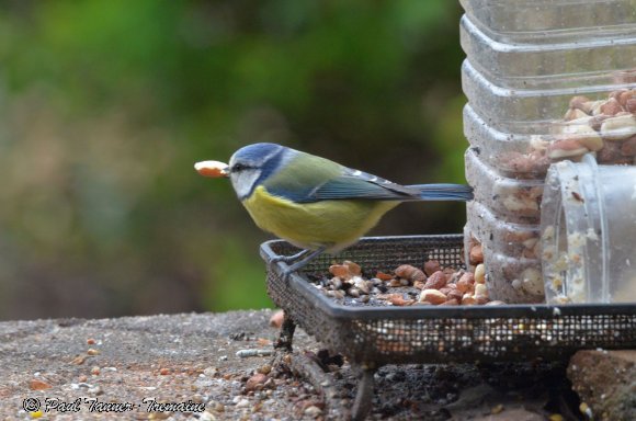 Blue Tit