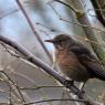 Blackbird female