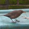 Blackbird female