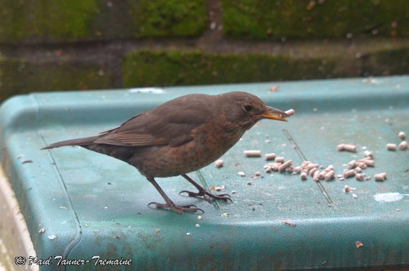 Blackbird female