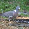 Wood Pigeon