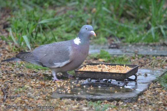 Wood Pigeon