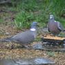 Wood Pigeons