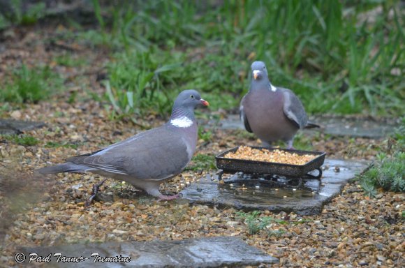 Wood Pigeons