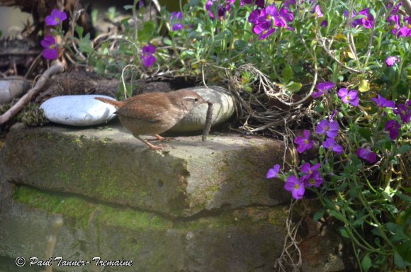 Wren