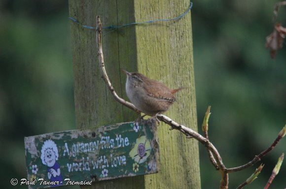 Wren