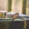 Wren