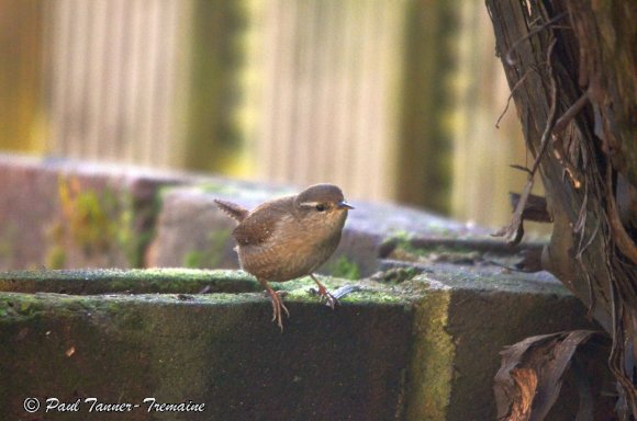 Wren