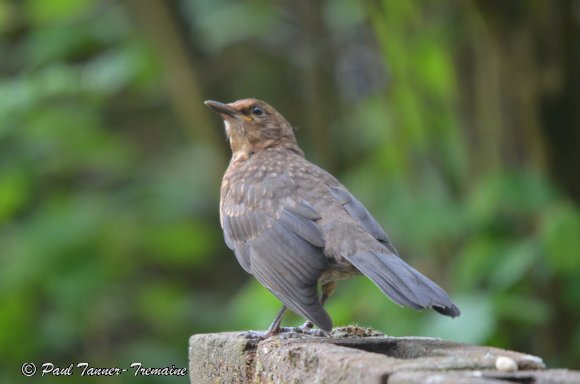 Blackbird - a Young Female 