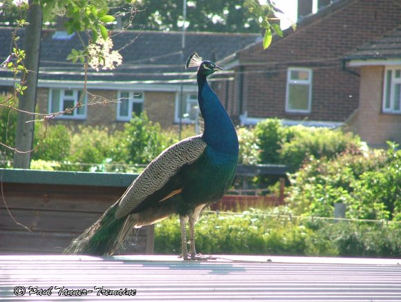 Peacock