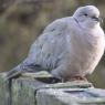 Collared Dove