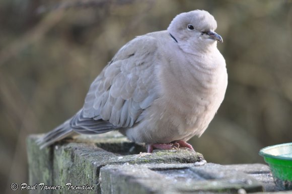 Collared Dove