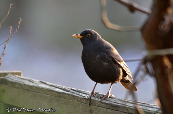 Blackbird