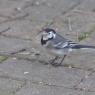 Wagtail