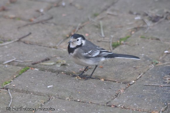 Wagtail