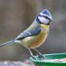 Blue Tit