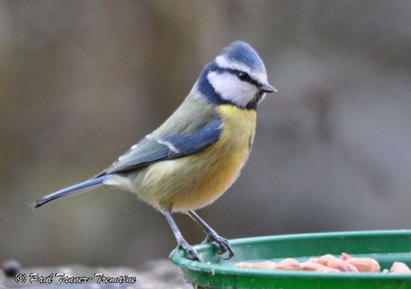 Blue Tit