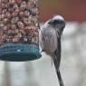 Long Tailed Tit