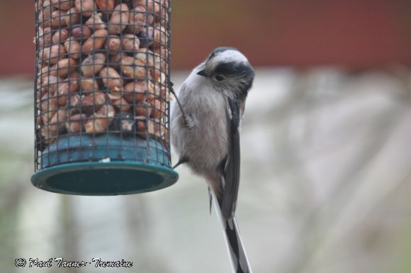 Long Tailed Tit