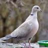 Collared Dove