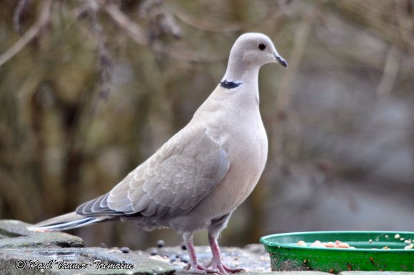 Collared Dove