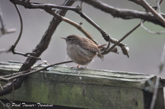 Wren